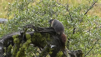 Video: Marmot